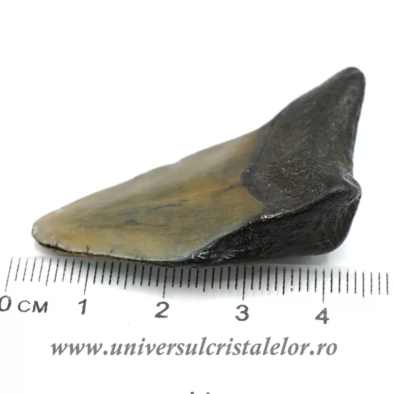 Dinte Megalodon