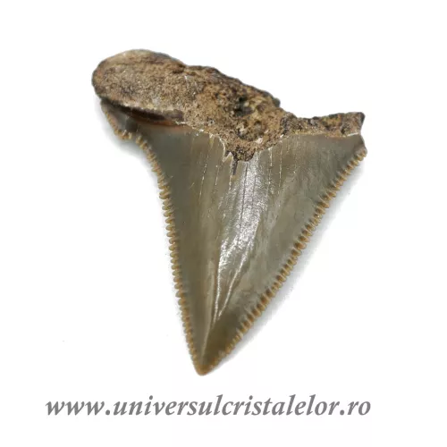 Dinte Megalodon