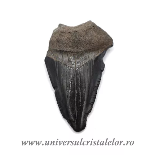 Dinte Megalodon