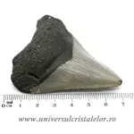 Dinte Megalodon