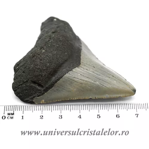 Dinte Megalodon