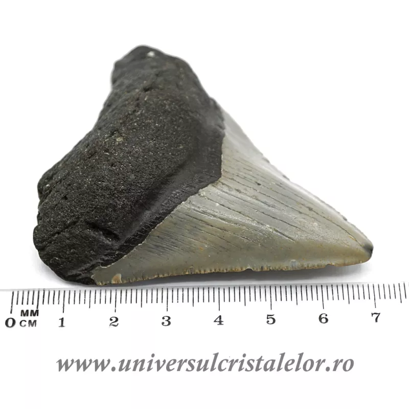 Dinte Megalodon