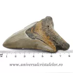 Dinte Megalodon