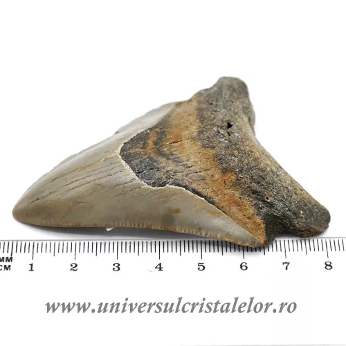 Dinte Megalodon