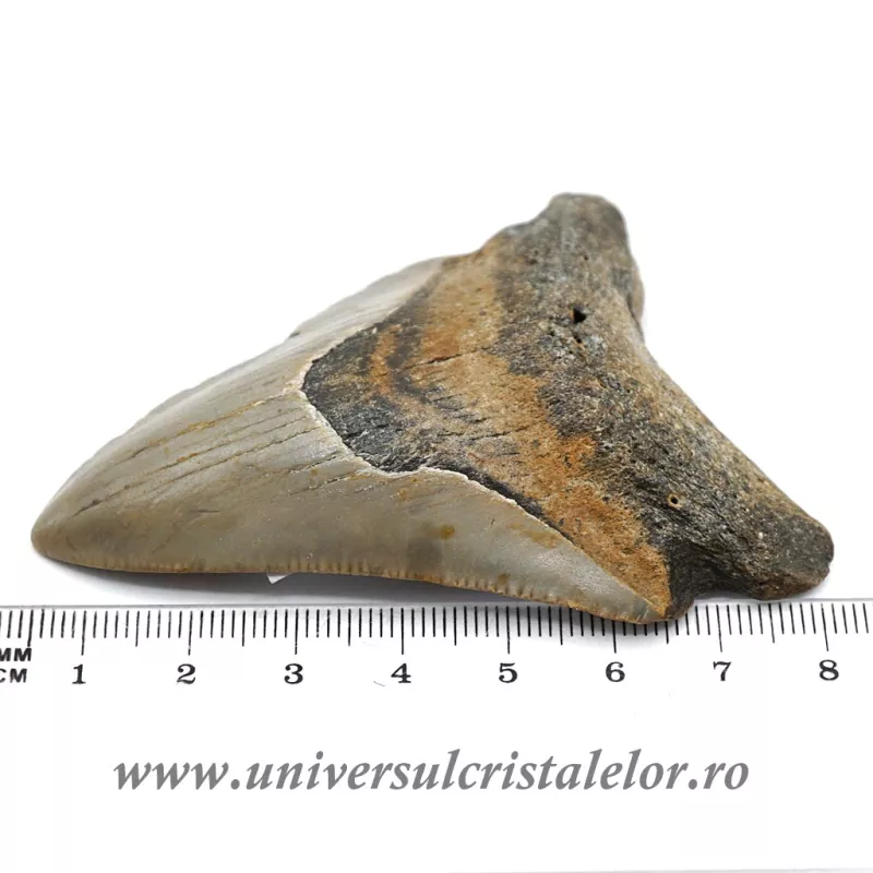 Dinte Megalodon
