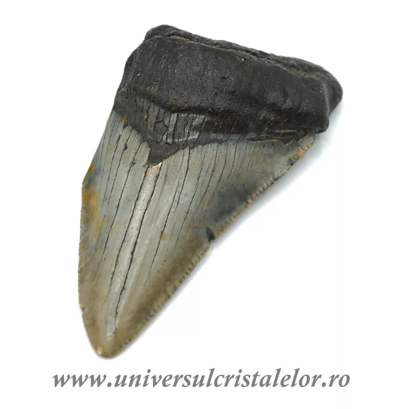 Dinte Megalodon