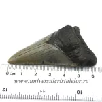 Dinte Megalodon
