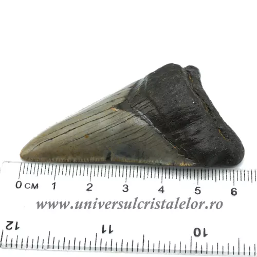 Dinte Megalodon