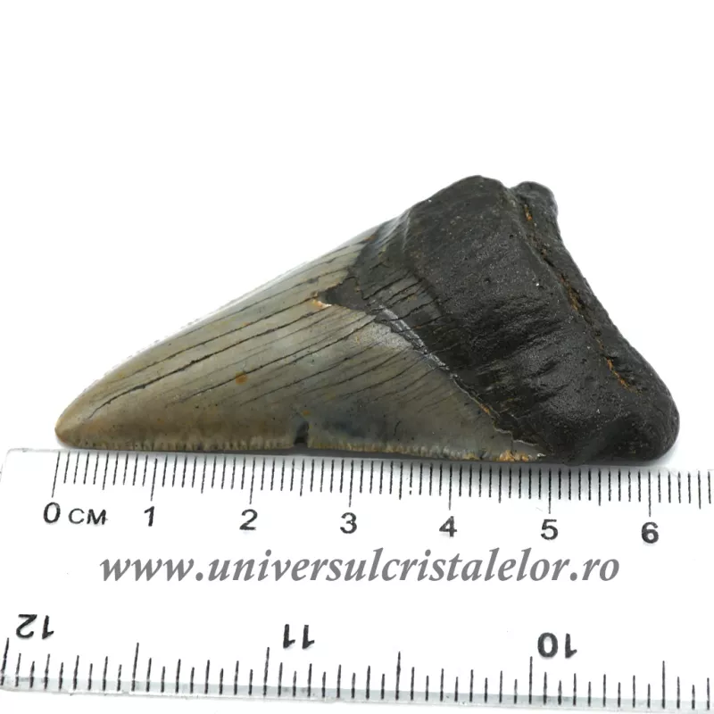 Dinte Megalodon