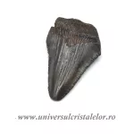 Dinte Megalodon Dinte Megalodon