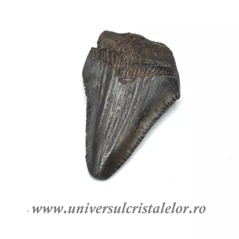 Dinte Megalodon Dinte Megalodon