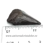 Dinte Megalodon Dinte Megalodon