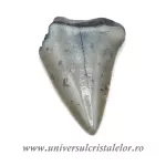 Dinte Megalodon Dinte Megalodon
