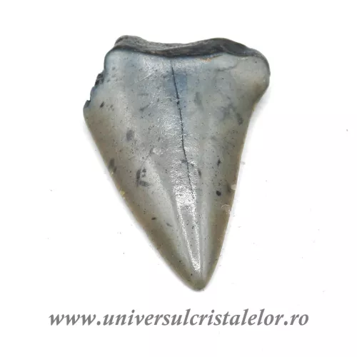 Dinte Megalodon Dinte Megalodon