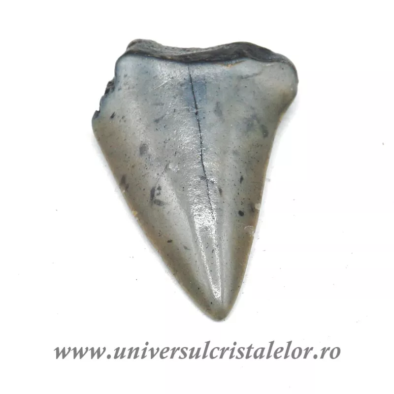 Dinte Megalodon Dinte Megalodon