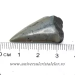 Dinte Megalodon Dinte Megalodon