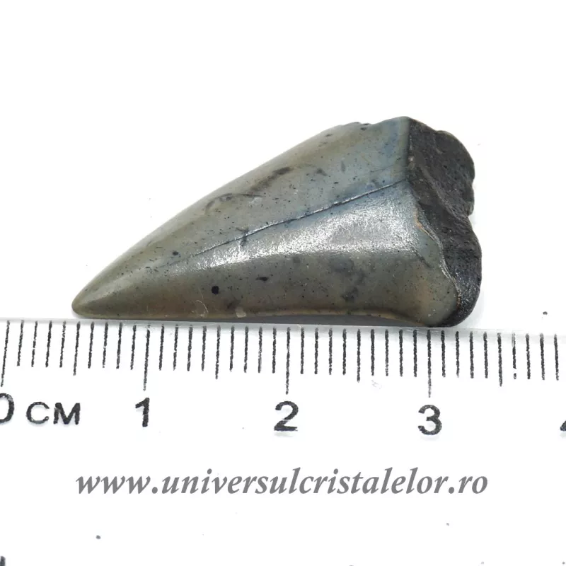 Dinte Megalodon Dinte Megalodon