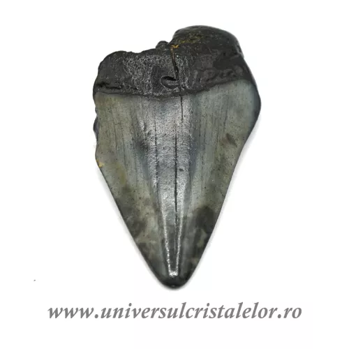Dinte Megalodon