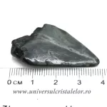 Dinte Megalodon