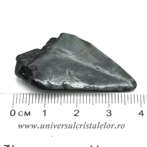 Dinte Megalodon