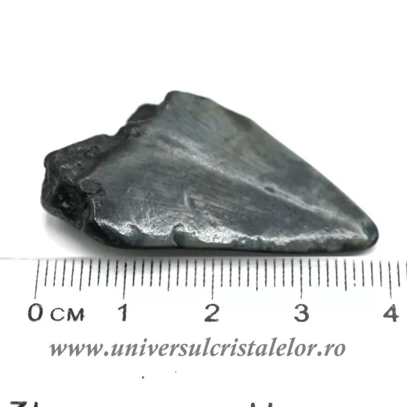 Dinte Megalodon