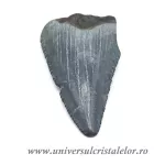 Dinte Megalodon Dinte Megalodon
