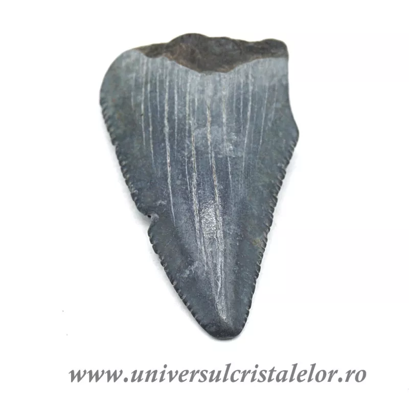 Dinte Megalodon Dinte Megalodon