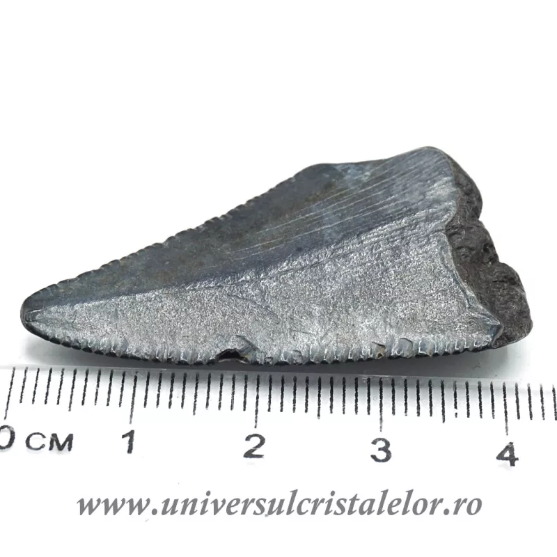 Dinte Megalodon Dinte Megalodon