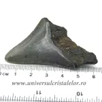 Dinte Megalodon Dinte Megalodon