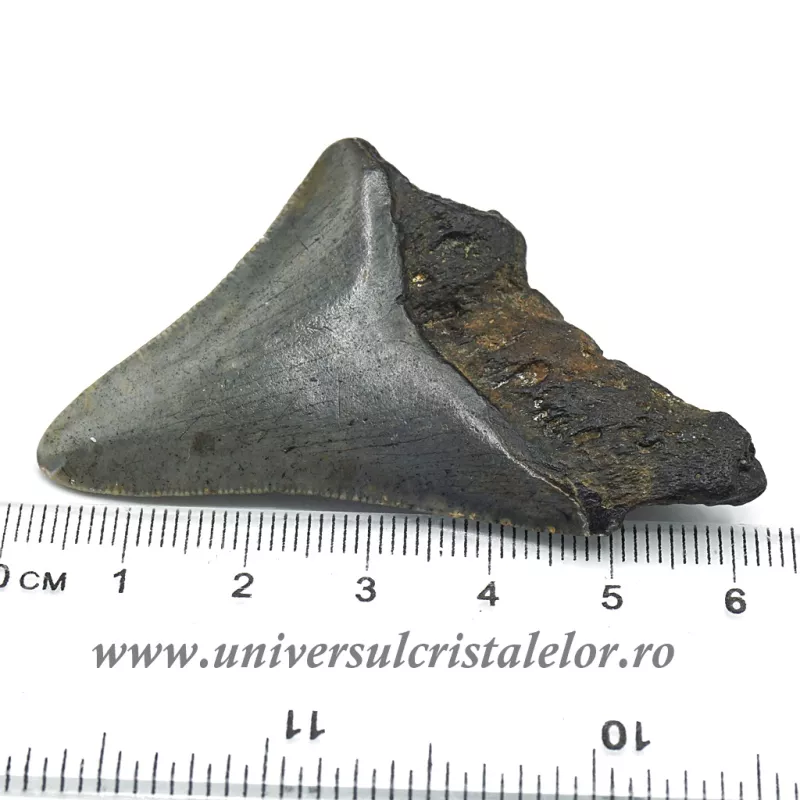 Dinte Megalodon Dinte Megalodon