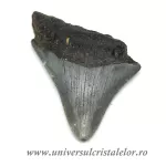 Dinte Megalodon Dinte Megalodon