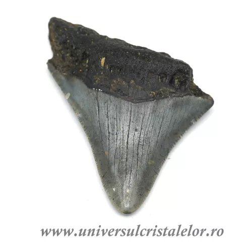 Dinte Megalodon Dinte Megalodon