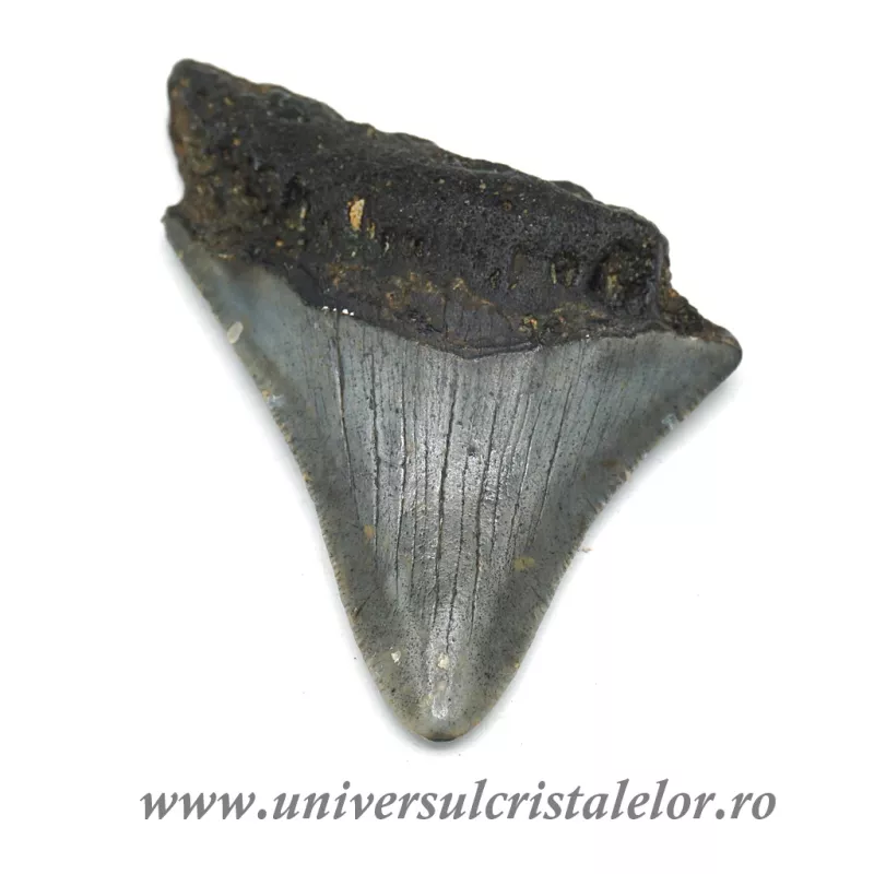 Dinte Megalodon Dinte Megalodon
