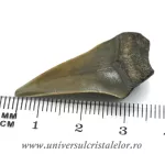 Dinte Megalodon