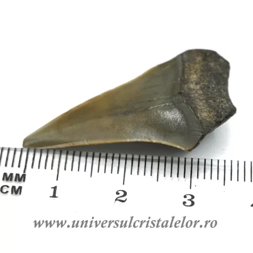 Dinte Megalodon