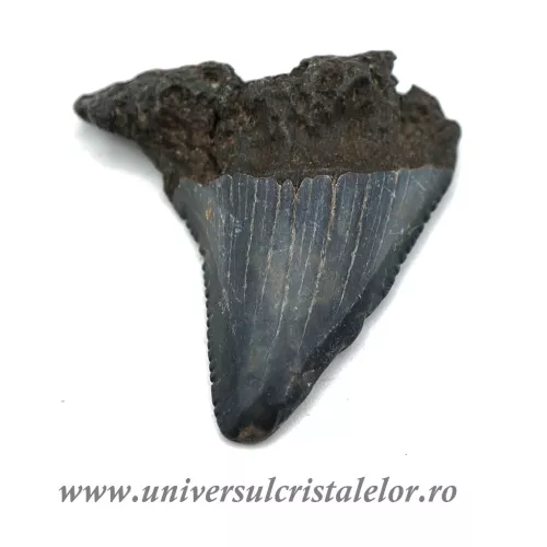 Dinte Megalodon