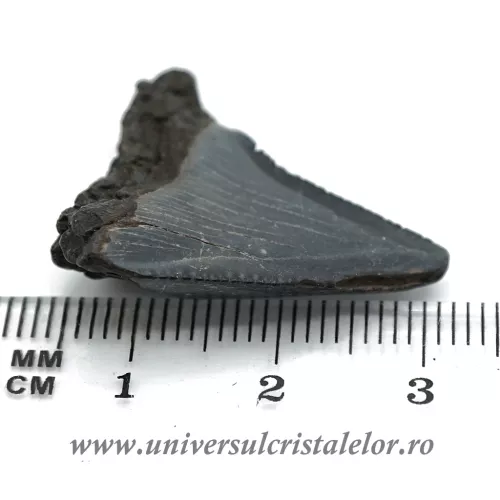 Dinte Megalodon