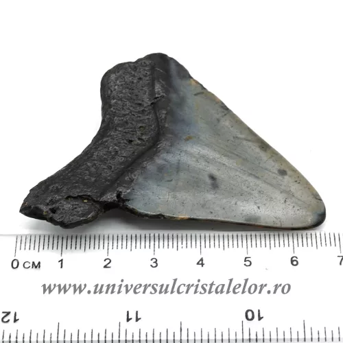 Dinte Megalodon