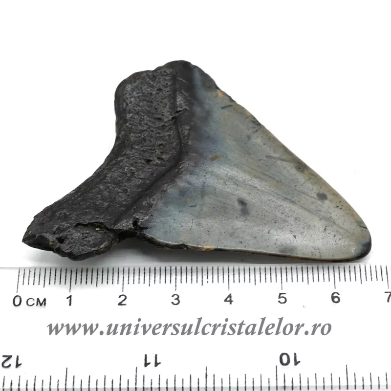 Dinte Megalodon
