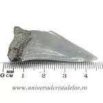 Dinte Megalodon