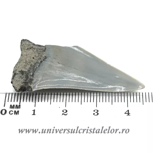Dinte Megalodon