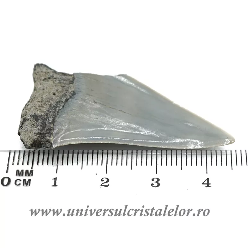 Dinte Megalodon