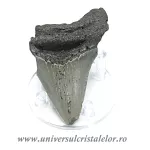 Dinte Megalodon Dinte Megalodon