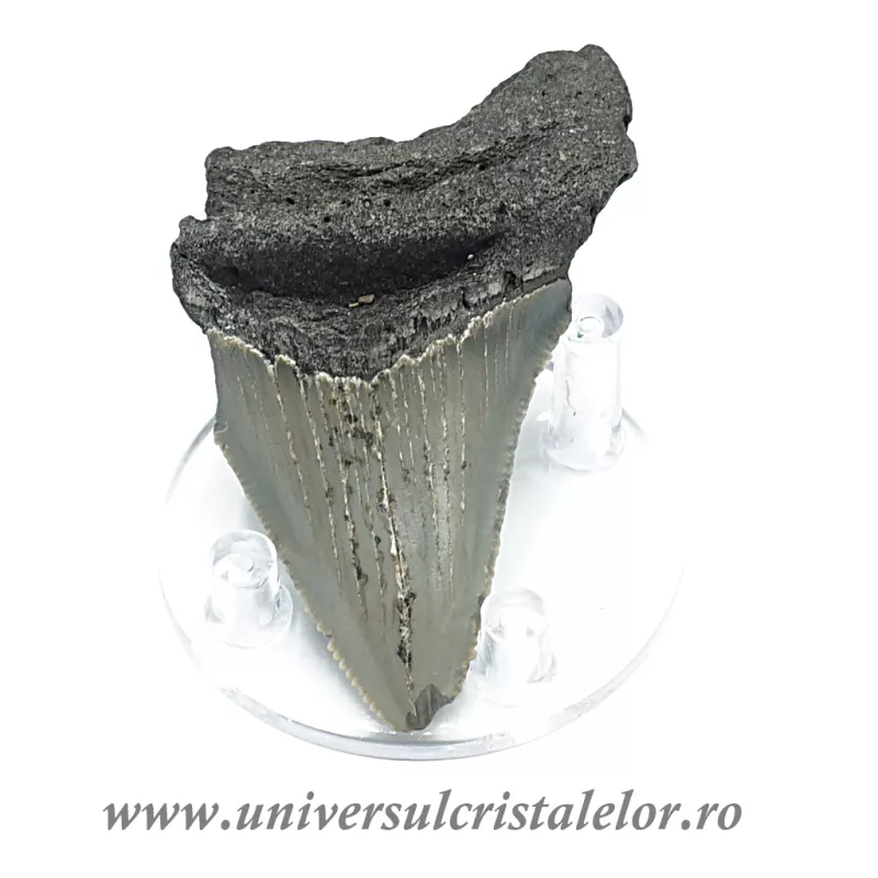 Dinte Megalodon Dinte Megalodon