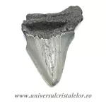 Dinte Megalodon Dinte Megalodon
