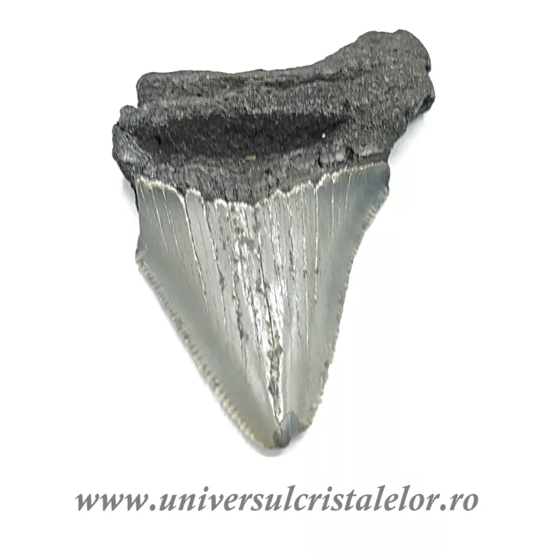 Dinte Megalodon Dinte Megalodon