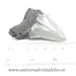 Dinte Megalodon Dinte Megalodon