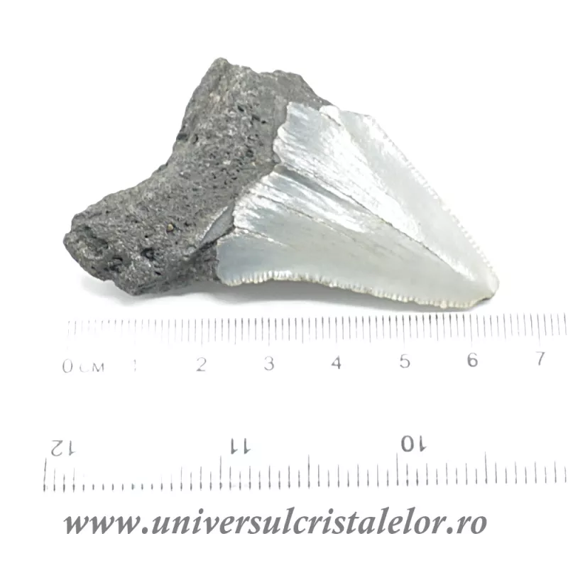 Dinte Megalodon Dinte Megalodon