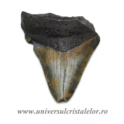 Dinte Megalodon Dinte Megalodon