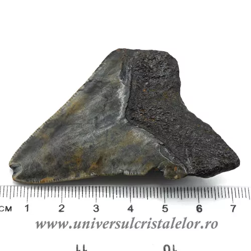 Dinte Megalodon Dinte Megalodon